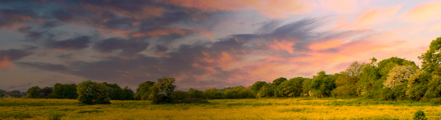 Sunset sky over a calm grassy landscape.
