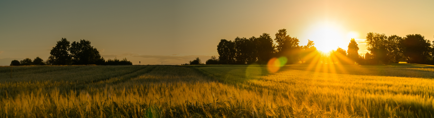 Sunlit field at sunrise with warm golden light.