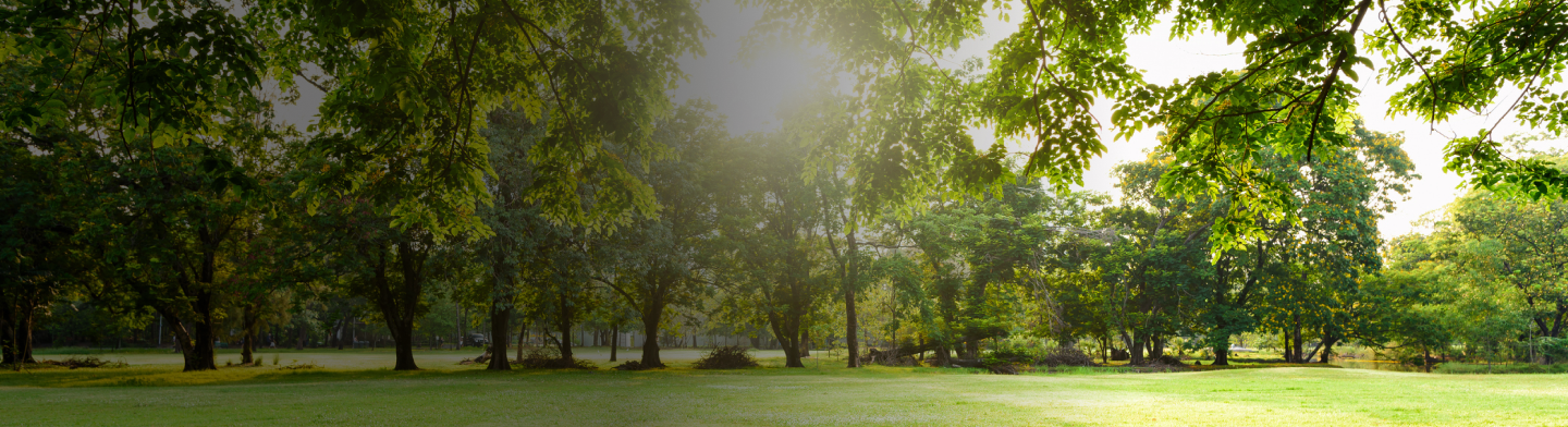Sunlit grassy field at sunrise with warm golden light.
